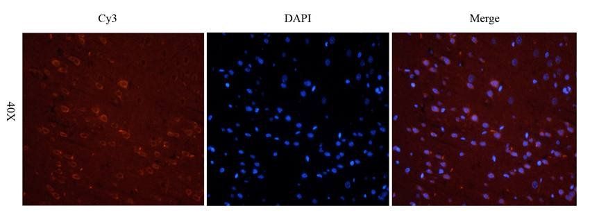 LHCGR Rabbit Polyclonal Antibody