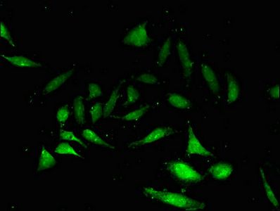 NANOS3 Antibody