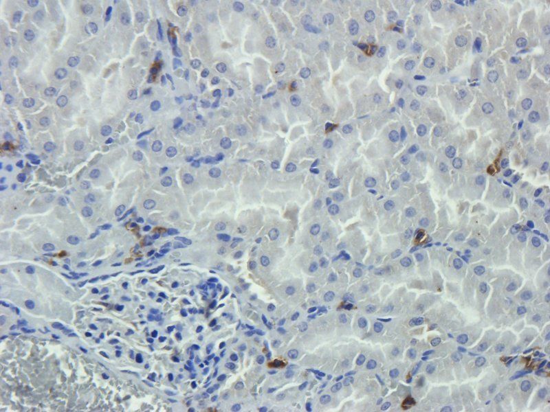Nestin Rabbit Polyclonal Antibody