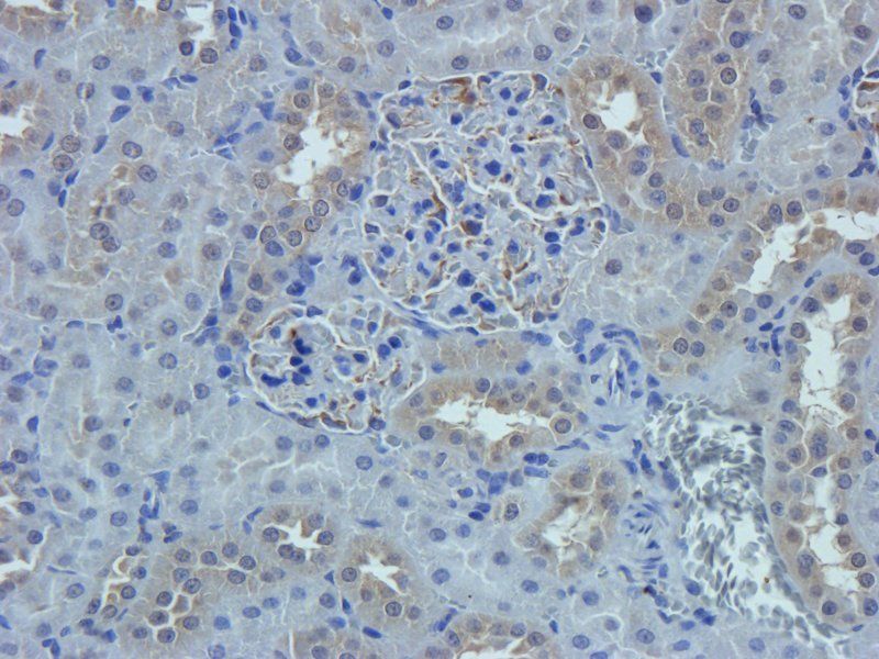 Nestin Rabbit Polyclonal Antibody
