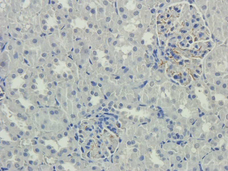 Nestin Rabbit Polyclonal Antibody