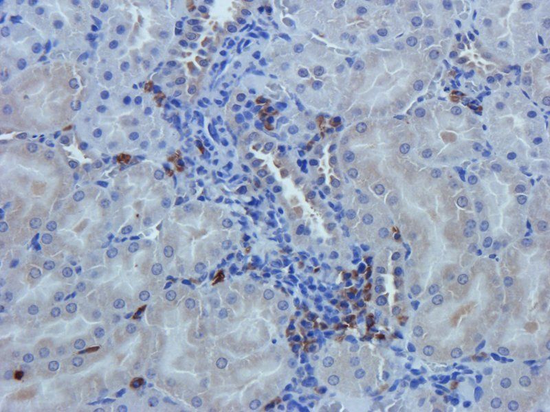 Nestin Rabbit Polyclonal Antibody
