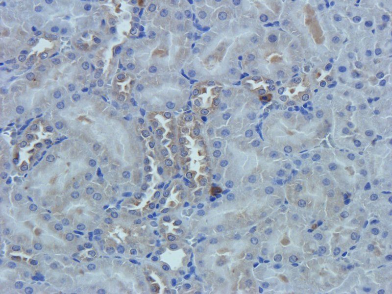 Nestin Rabbit Polyclonal Antibody