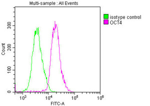 OCT4 Antibody