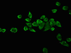 OCT4 Antibody