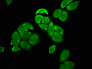 OCT4 Antibody
