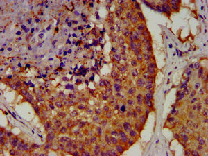 OCT4 Antibody