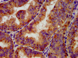 OCT4 Antibody