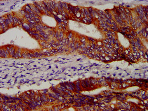 OCT4 Antibody