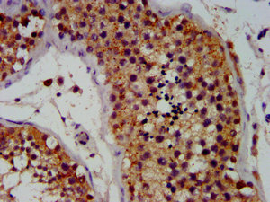 OCT4 Antibody
