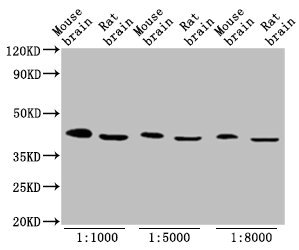 OCT4 Antibody