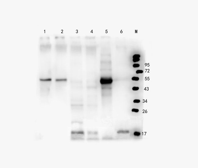 Syndecan 2 Rabbit Polyclonal Antibody