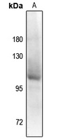 Androgen Receptor (pS94) antibody