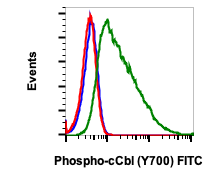 Phospho-c-Cbl (Tyr700) (E1) rabbit mAb FITC conjugate Antibody