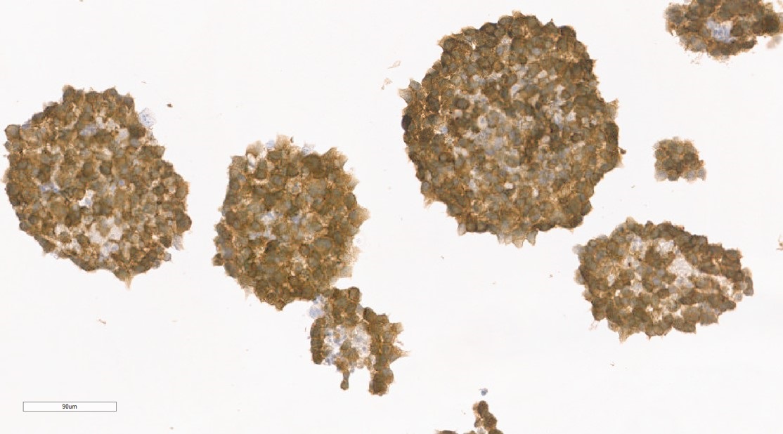 DIA-H09-SB-01 (BSA-free) Antibody clone H09 against IDH1 R132H