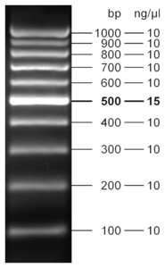 5 &mu;l loaded onto 2.4 % agarose