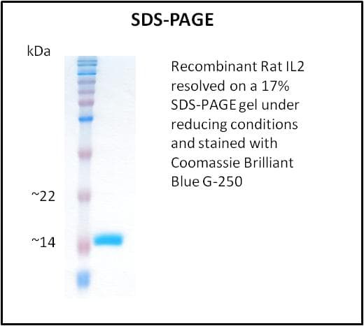 Rat IL2 Protein (Recombinant)