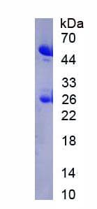 Pig IgG Protein (Native)