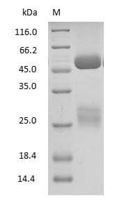 Goat IgG Protein (Native)