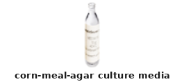 Corn Meal Agar Culture Media – Cat# MBS652831