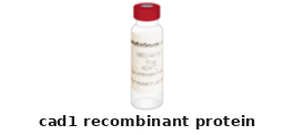 Medicago Sativa CAD1 Recombinant Protein – Cat# MBS1248295