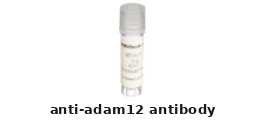 Rabbit Anti-ADAM12 Polyclonal Antibody – Cat# MBS8422216