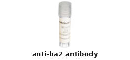 Rabbit Anti-BA2 Polyclonal Antibody – Cat# MBS8558973