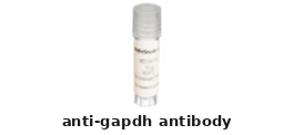 Rabbit Anti-GAPDH Polyclonal Antibody – Cat# MBS9448410