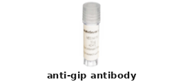 Rabbit Anti-GIP Polyclonal Antibody – Cat# MBS625731