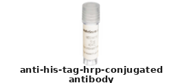 Mouse Anti-His Tag (HRP Conjugated) Antibody – Cat# MBS355032