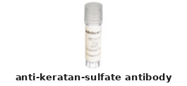 Rabbit Anti-Keratan Sulfate Polyclonal Antibody – Cat# MBS8577869