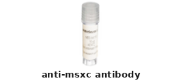 Rabbit Anti-MSXC Polyclonal Antibody – Cat# MBS8558493