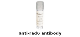 Rabbit Anti-RAD6 Polyclonal Antibody – Cat# MBS1755995