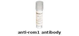 Rabbit Anti-ROM1 Polyclonal Antibody – Cat# MBS1755979