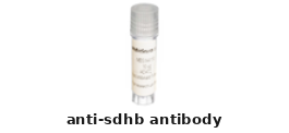 Rabbit Anti-SDHB Polyclonal Antibody – Cat# MBS8558956