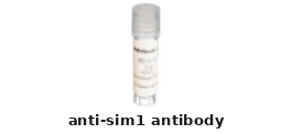 Rabbit Anti-SIM1 Polyclonal Antibody – Cat# MBS8558481