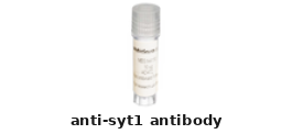 Rabbit Anti-SYT1 Polyclonal Antibody – Cat# MBS8424841