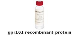 Bovine GPR161 Recombinant Protein – Cat# MBS7016128