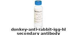 Donkey Anti-Rabbit IgG (H+L) Polyclonal Secondary Antibody – Cat# MBS674964