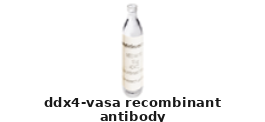 Mouse Anti-DDX4/VASA Monoclonal Recombinant Antibody – Cat# MBS1570930