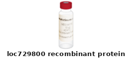 Human LOC729800 Recombinant Protein – Cat# MBS1217844
