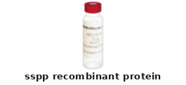 Bacillus Halodurans sspP Recombinant Protein – Cat# MBS1474806