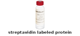 Labeled Protein – Cat# MBS837821