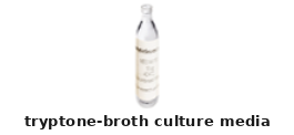 Tryptone Broth Culture Media – Cat# MBS652650