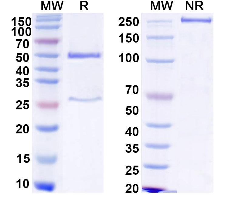 SDS-PAGE for Human IgG1 kappa Isotype Control antibody