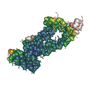 Recombinant Human Cholinesterase Protein, HEK293 Lysate