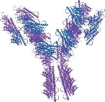 Anti-Hyper-Phospho-Tau (pSer396) Antibody, Biotinylated