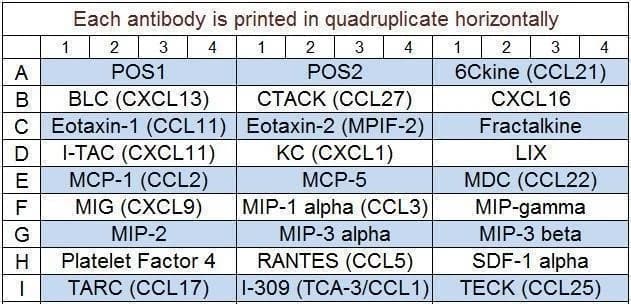 Mouse Chemokine Array Q1