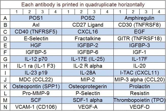 Mouse Cytokine Array Q4
