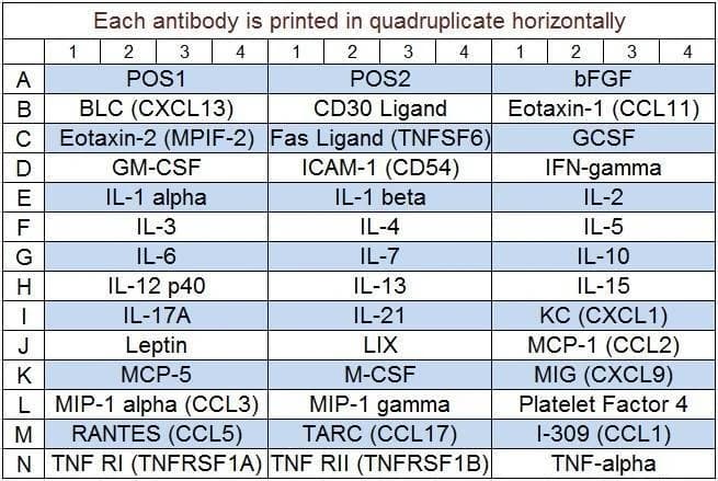 Mouse Cytokine Array Q5